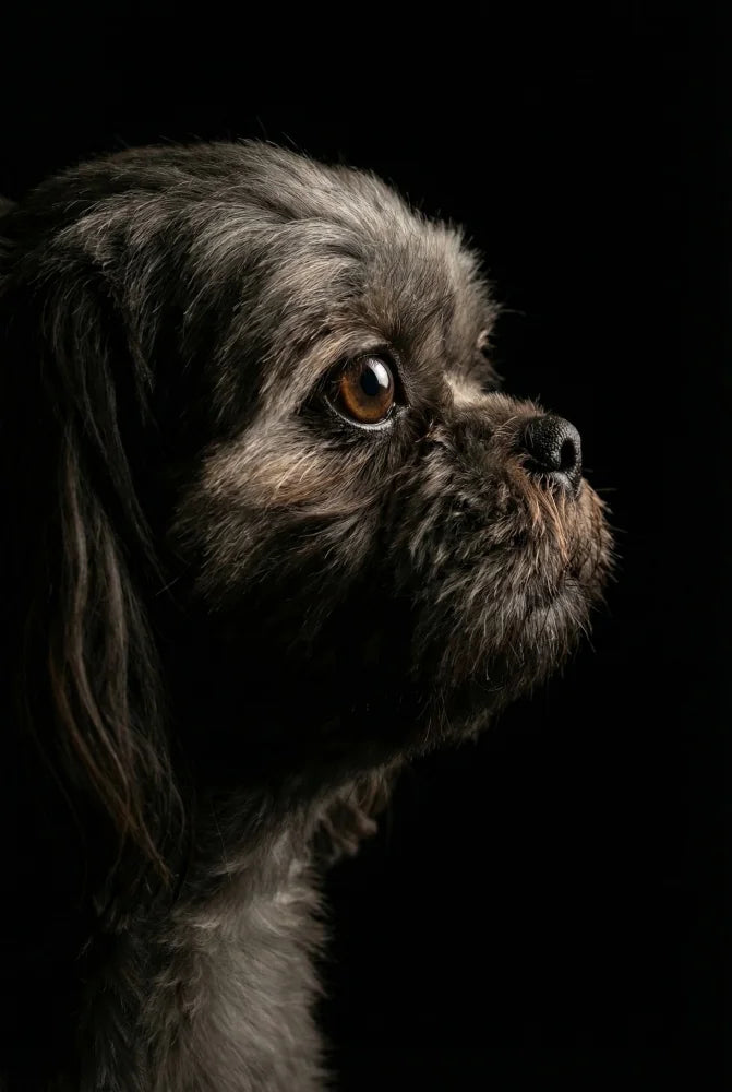 Soul Gaze